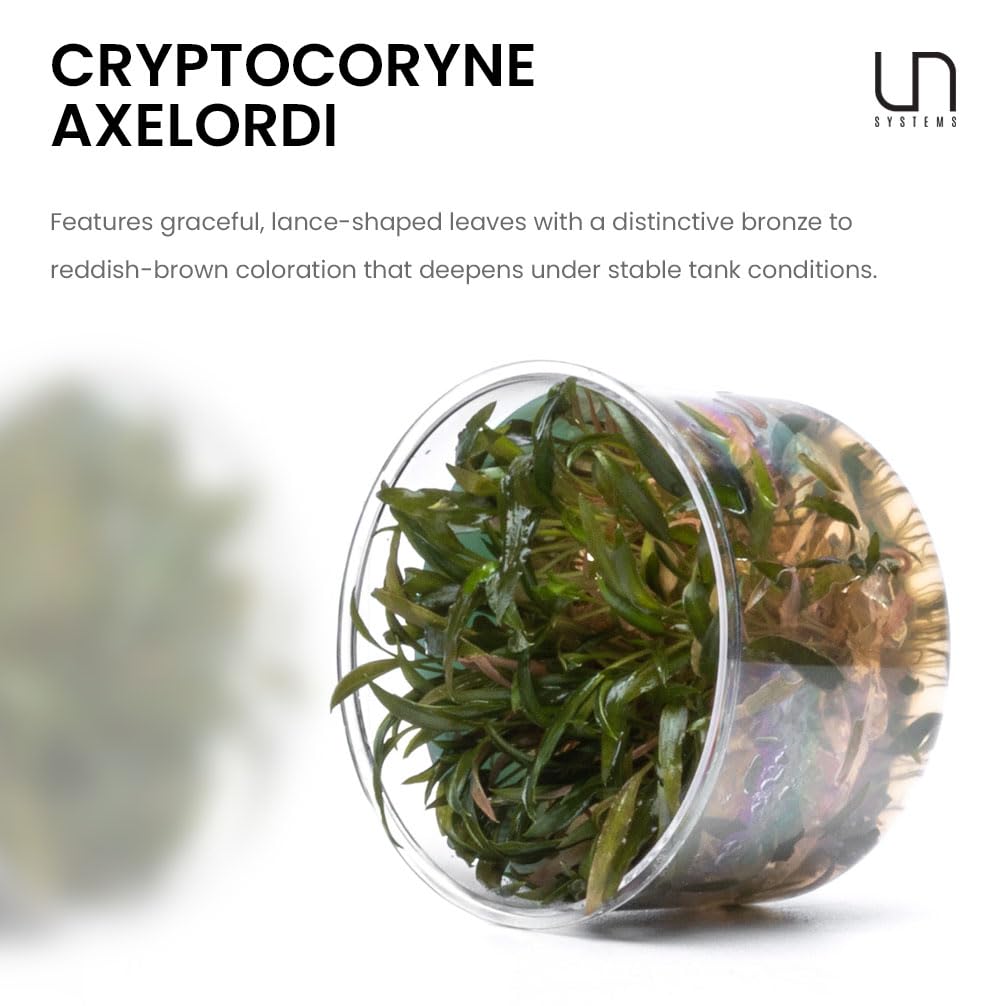 Amazon.com : Ultum Nature Systems Cryptocoryne Axelrodi Tissue